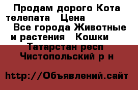  Продам дорого Кота-телепата › Цена ­ 4 500 000 - Все города Животные и растения » Кошки   . Татарстан респ.,Чистопольский р-н